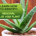 How To Identify Medicinal Aloe Vera Plant – Grow Your Yard