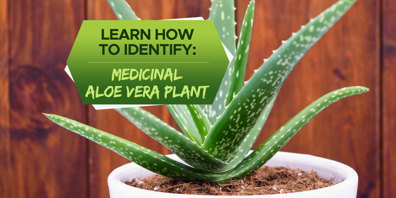 How To Identify Medicinal Aloe Vera Plant - Grow Your Yard
