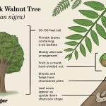 How To Identify The Common Black Walnut Tree