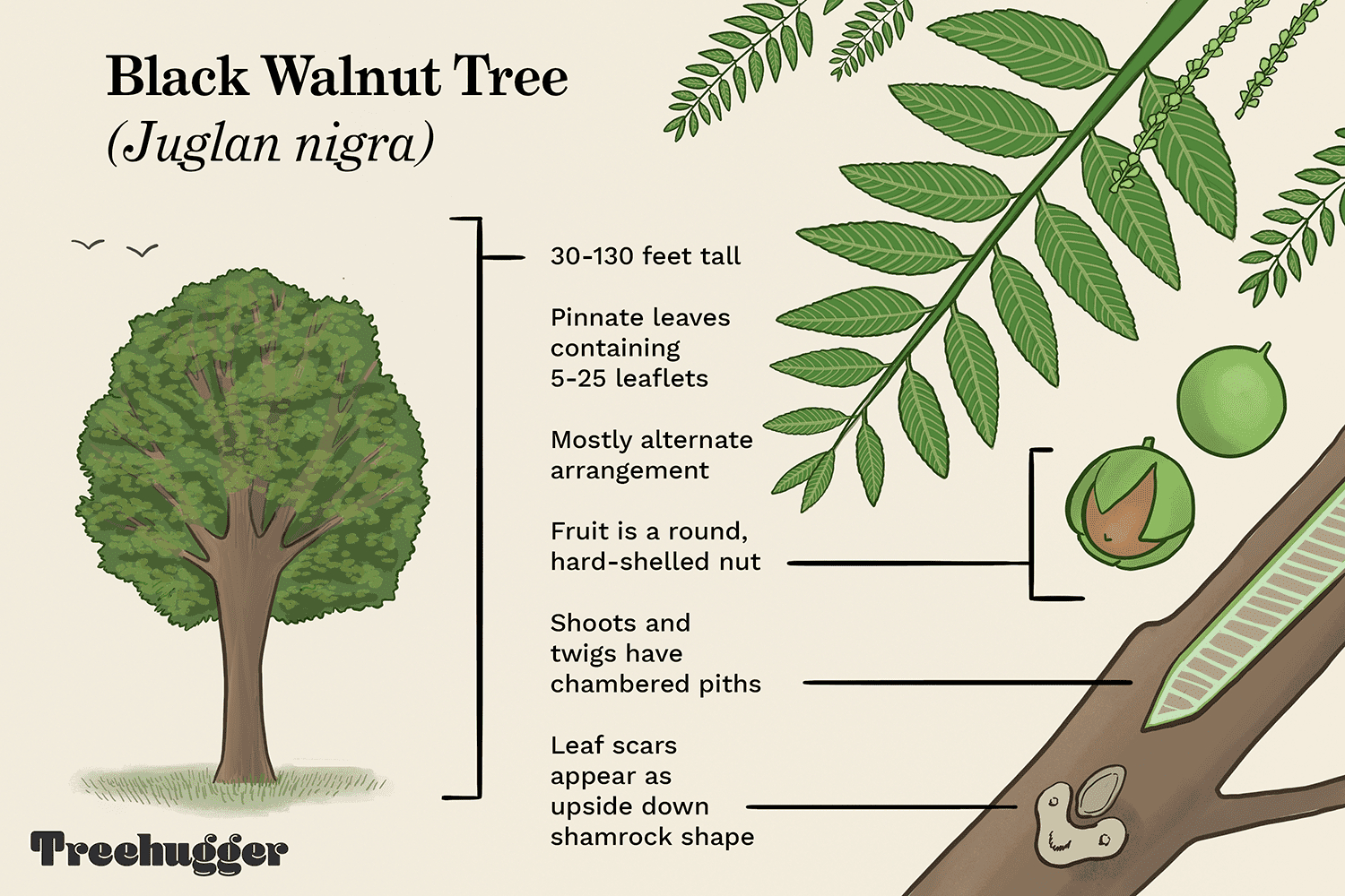 How To Identify The Common Black Walnut Tree