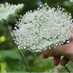 How To Identify Wild Carrot, Queen Anne'S Lace – Wild Edibles