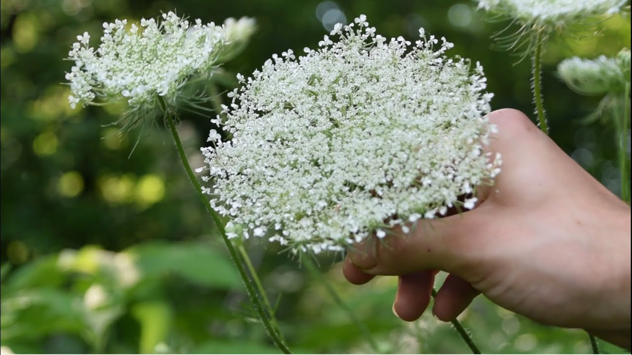 How To Identify Wild Carrot, Queen Anne'S Lace - Wild Edibles