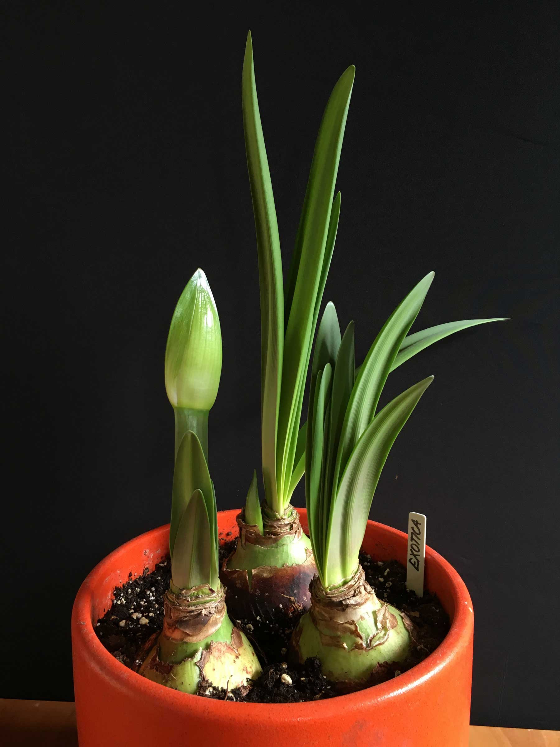 How To Know When Amaryllis Bulbs Will Flower – Longfield Gardens