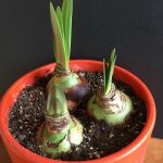 How To Know When Amaryllis Bulbs Will Flower – Longfield Gardens