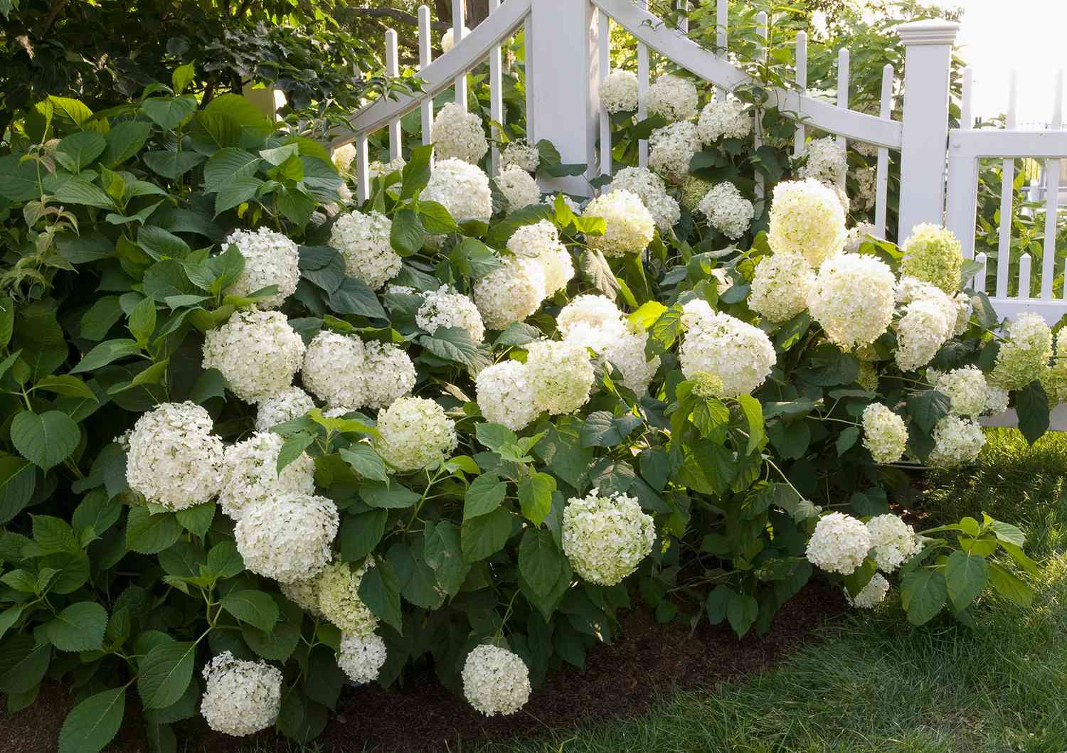 How To Make Hydrangea Flowers Multiply For A More Colorful Garden