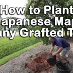 How To Plant A Japanese Maple (How To Plant Grafted Trees)