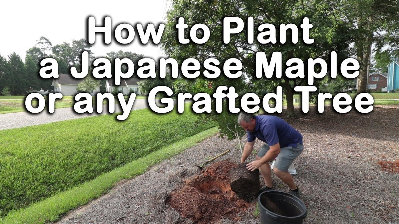 How To Plant A Japanese Maple (How To Plant Grafted Trees)