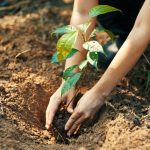 How To Plant A Tree – How To Care For A Tree In Backyard