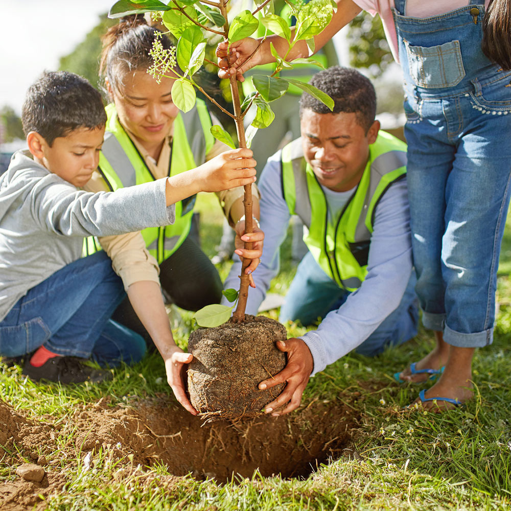 How To Plant A Tree – The Home Depot