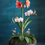 How To Plant And Care For Amaryllis Flowers