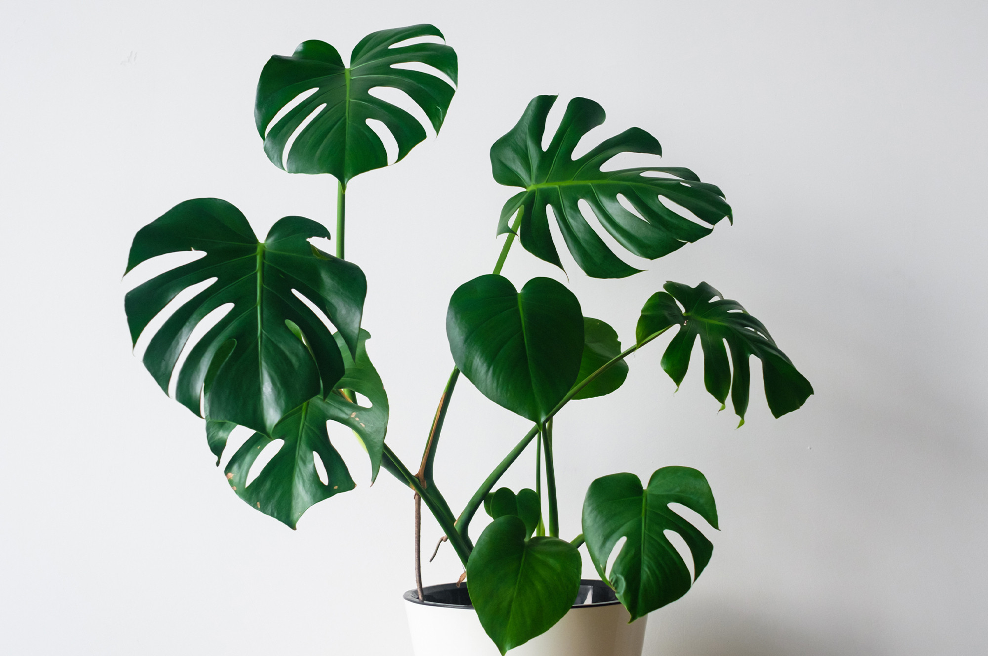 How To Plant And Care For Philodendron | Martha Stewart