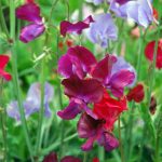 How To Plant And Care For Sweet Pea Flowers