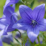 How To Plant And Grow Balloon Flower | Hgtv