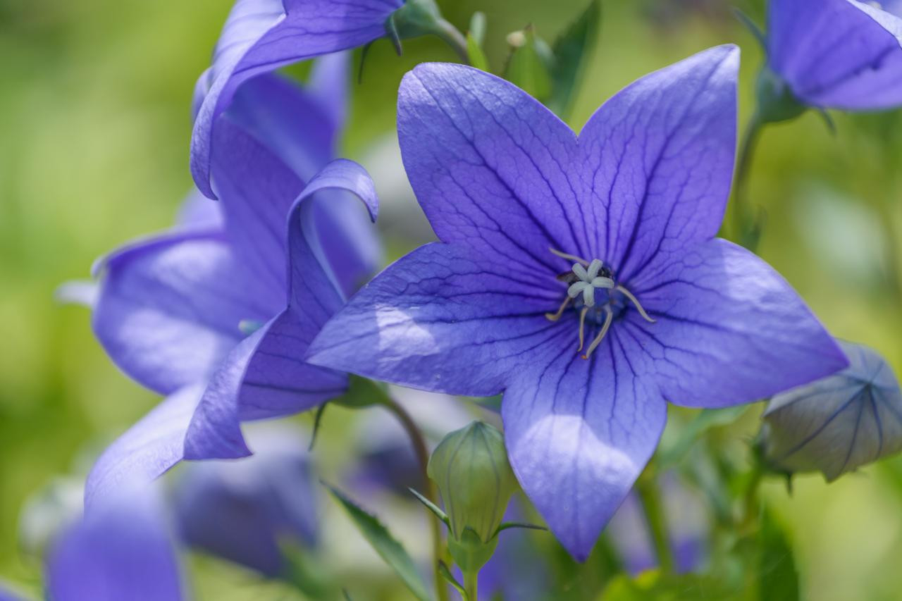 How To Plant And Grow Balloon Flower | Hgtv