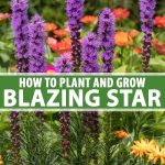 How To Plant And Grow Blazing Star (Liatris Spicata) | Gardener'S Path