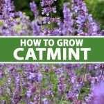 How To Plant And Grow Catmint (Nepeta) | Gardener'S Path