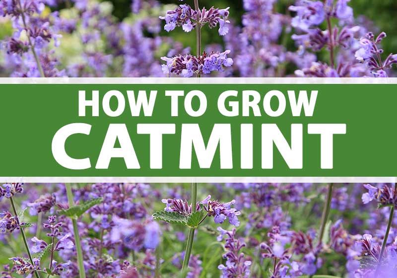  Catmint Plant