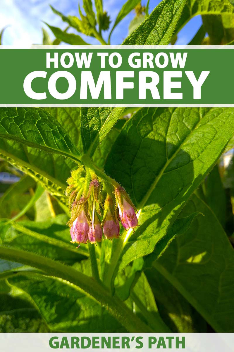 How To Plant And Grow Comfrey | Gardener'S Path