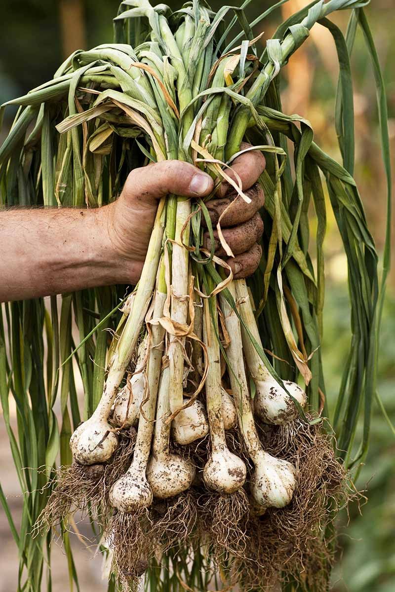 How To Plant And Grow Garlic | Gardener'S Path