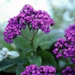 How To Plant And Grow Heliotrope