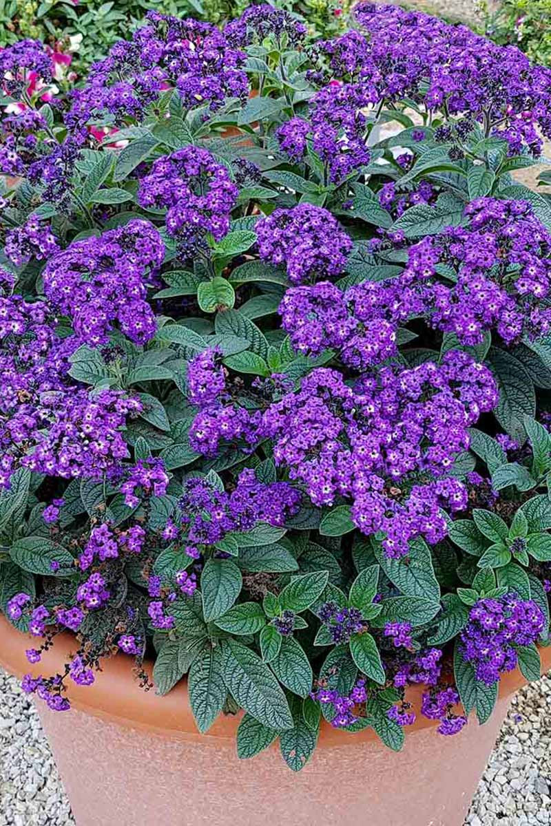 How To Plant And Grow Heliotropes | Gardener'S Path
