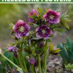 How To Plant And Grow Hellebores | Gardener'S Path