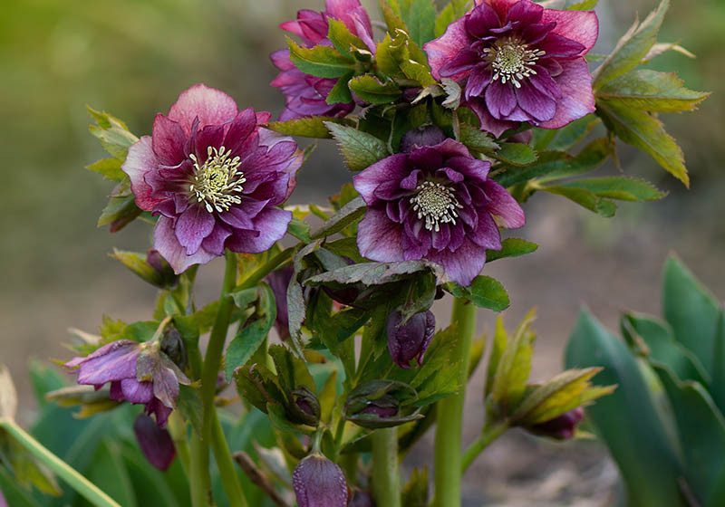  Hellebore Plant