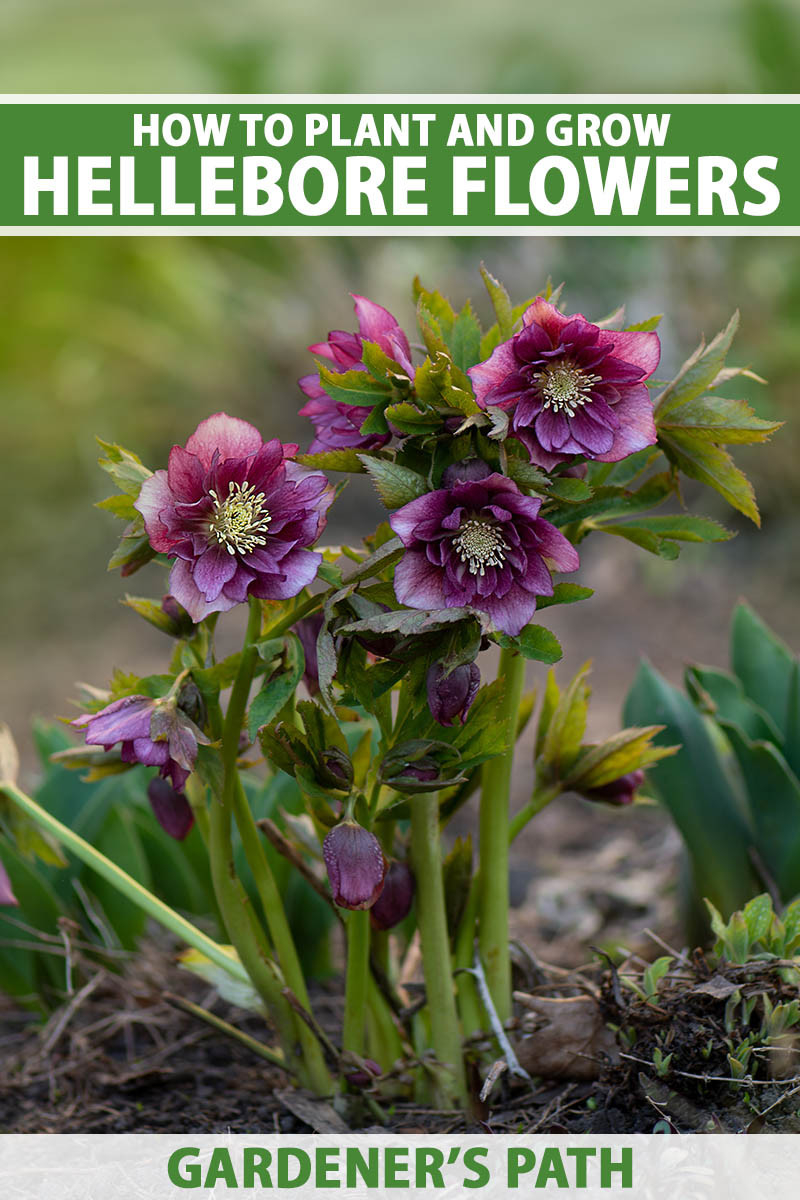 How To Plant And Grow Hellebores | Gardener'S Path