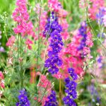 How To Plant And Grow Larkspur