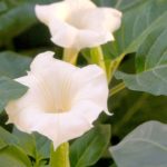 How To Plant And Grow Moonflower