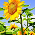 How To Plant And Grow Sensational Sunflowers | Gardener'S Path
