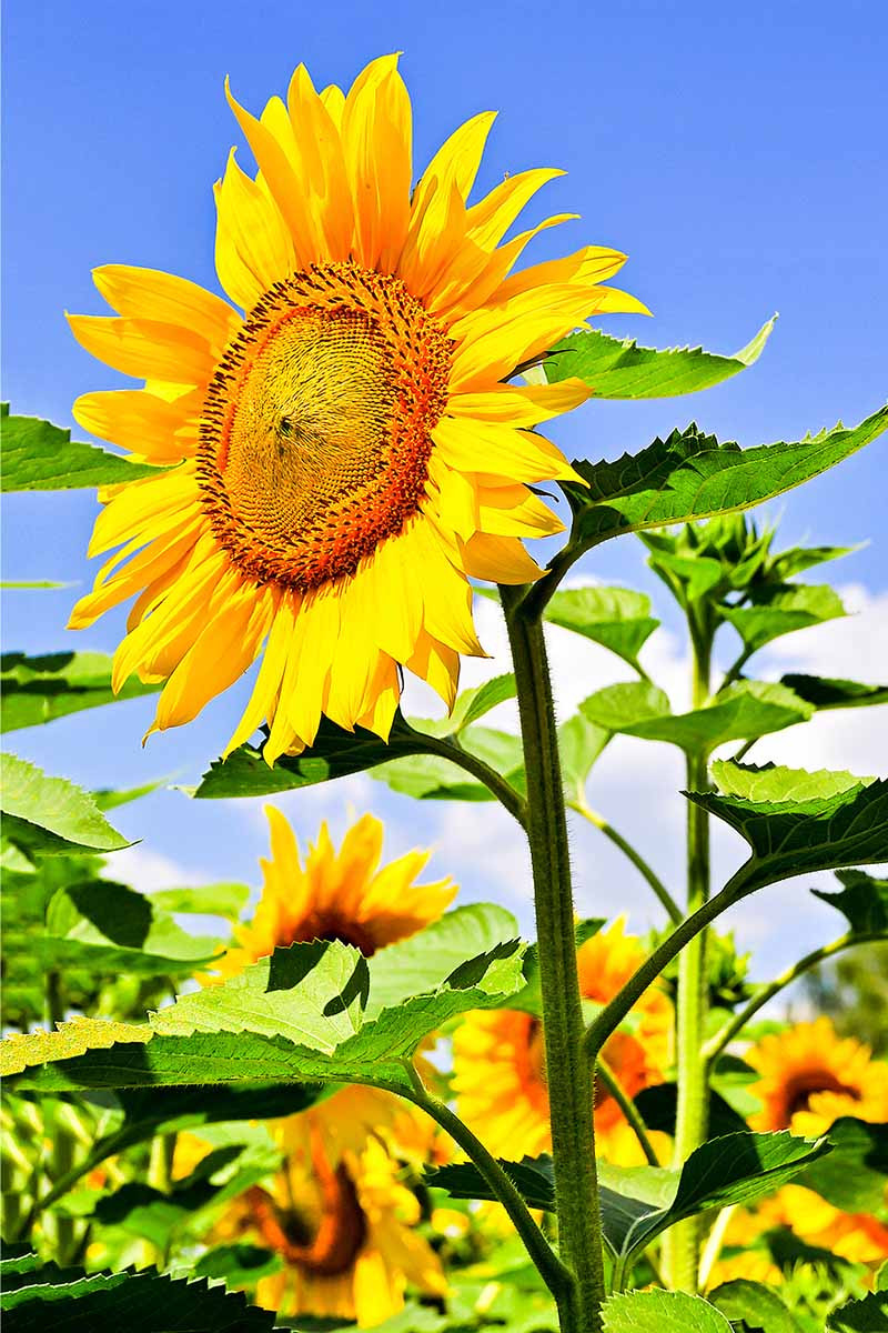 How To Plant And Grow Sensational Sunflowers | Gardener'S Path