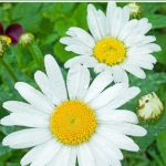 How To Plant And Grow Shasta Daisies | Gardener'S Path