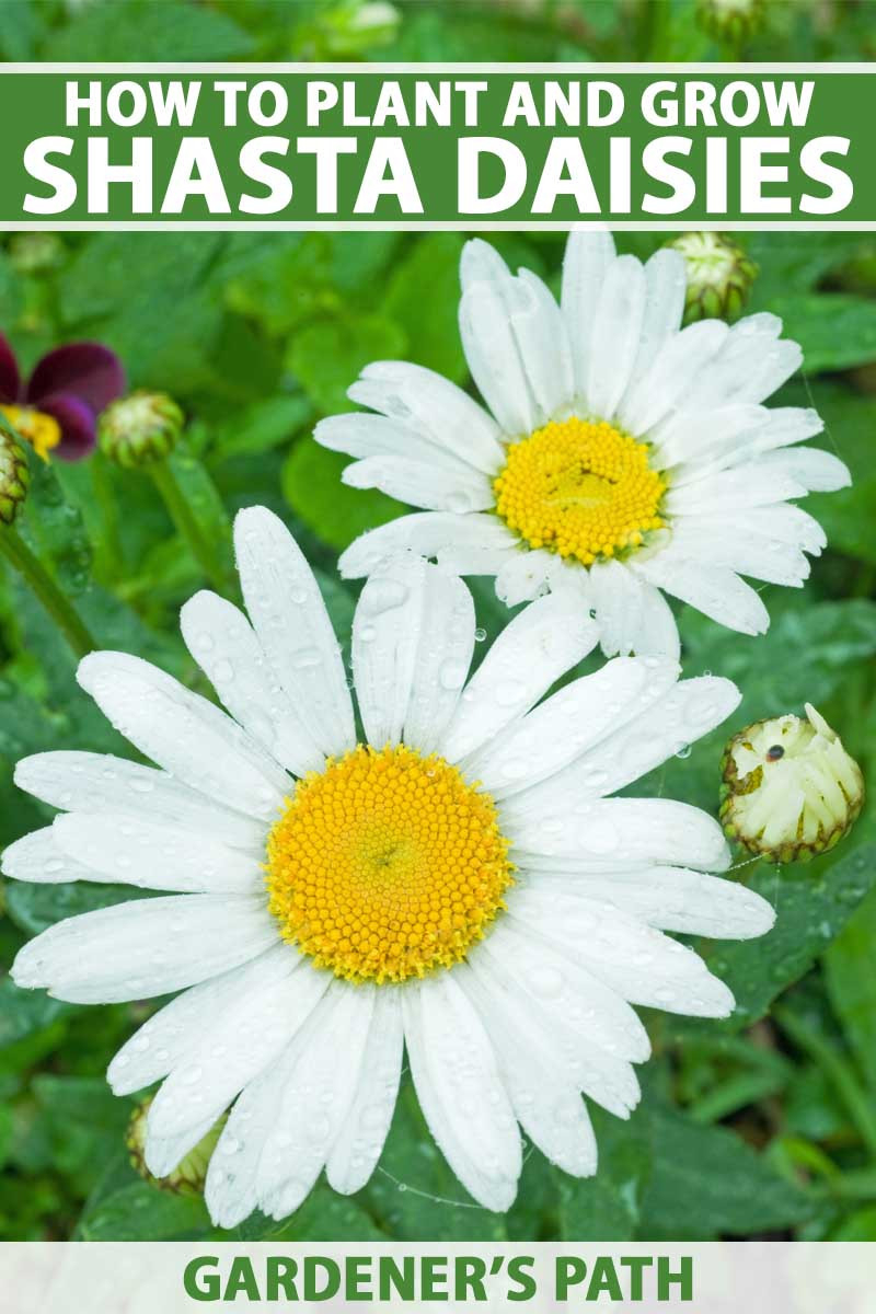 How To Plant And Grow Shasta Daisies | Gardener'S Path