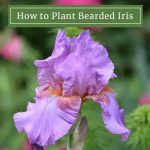How To Plant Bearded Iris – Longfield Gardens