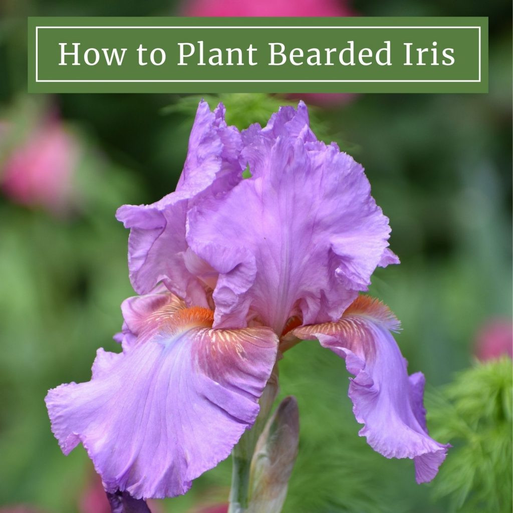 How To Plant Bearded Iris - Longfield Gardens