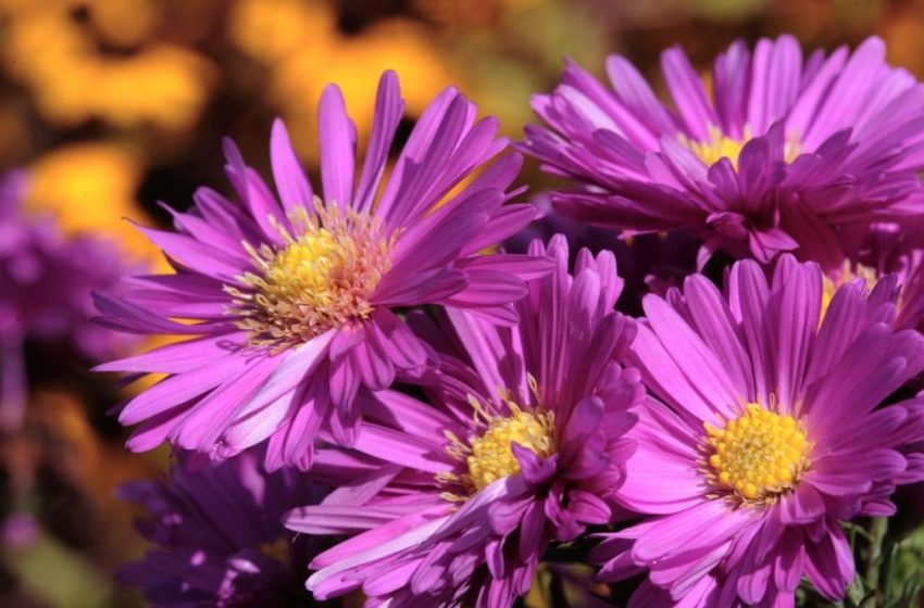  Aster Plant