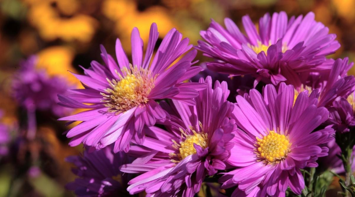 How To Plant, Grow, And Care For Aster Flowers