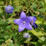 How To Plant, Grow, And Care For Balloon Flowers
