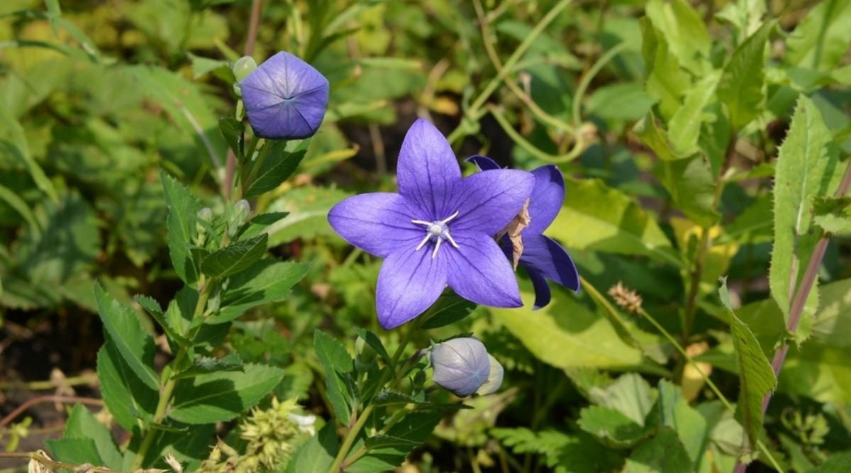 How To Plant, Grow, And Care For Balloon Flowers