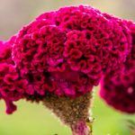 How To Plant, Grow, And Care For Cockscomb Flowers (Celosica)