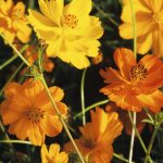How To Plant, Grow And Care For Cosmos Flowers | Hgtv