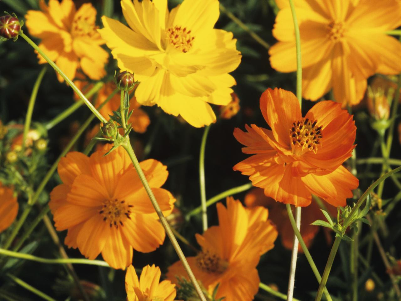 How To Plant, Grow And Care For Cosmos Flowers | Hgtv
