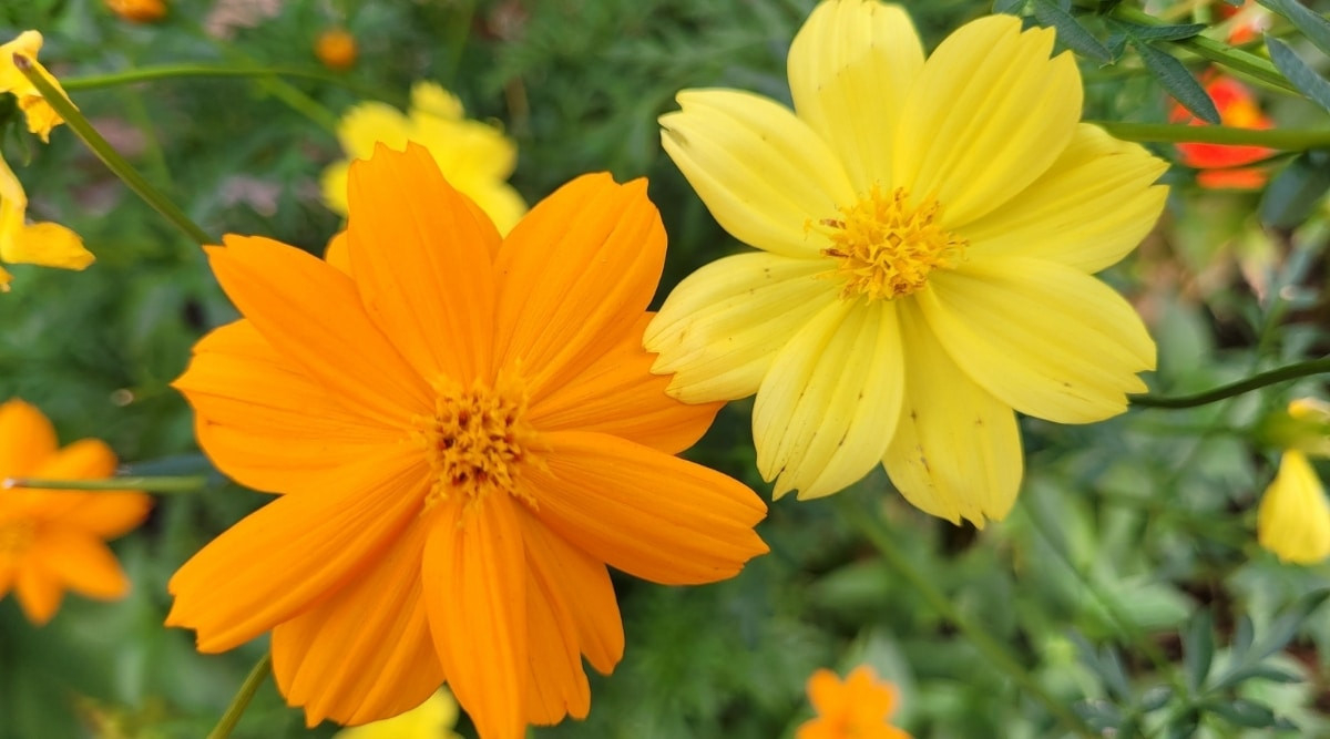 How To Plant, Grow, And Care For Flowering Cosmos Plants