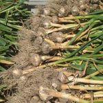 How To Plant, Grow, And Care For Garlic