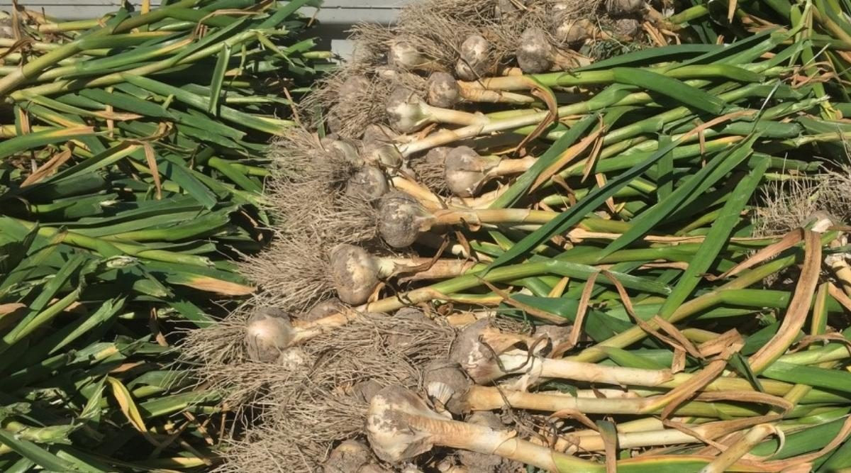 How To Plant, Grow, And Care For Garlic