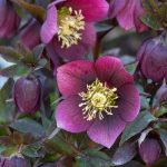 How To Plant, Grow, And Care For Hellebore