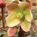 How To Plant, Grow And Care For Hellebore | Hgtv