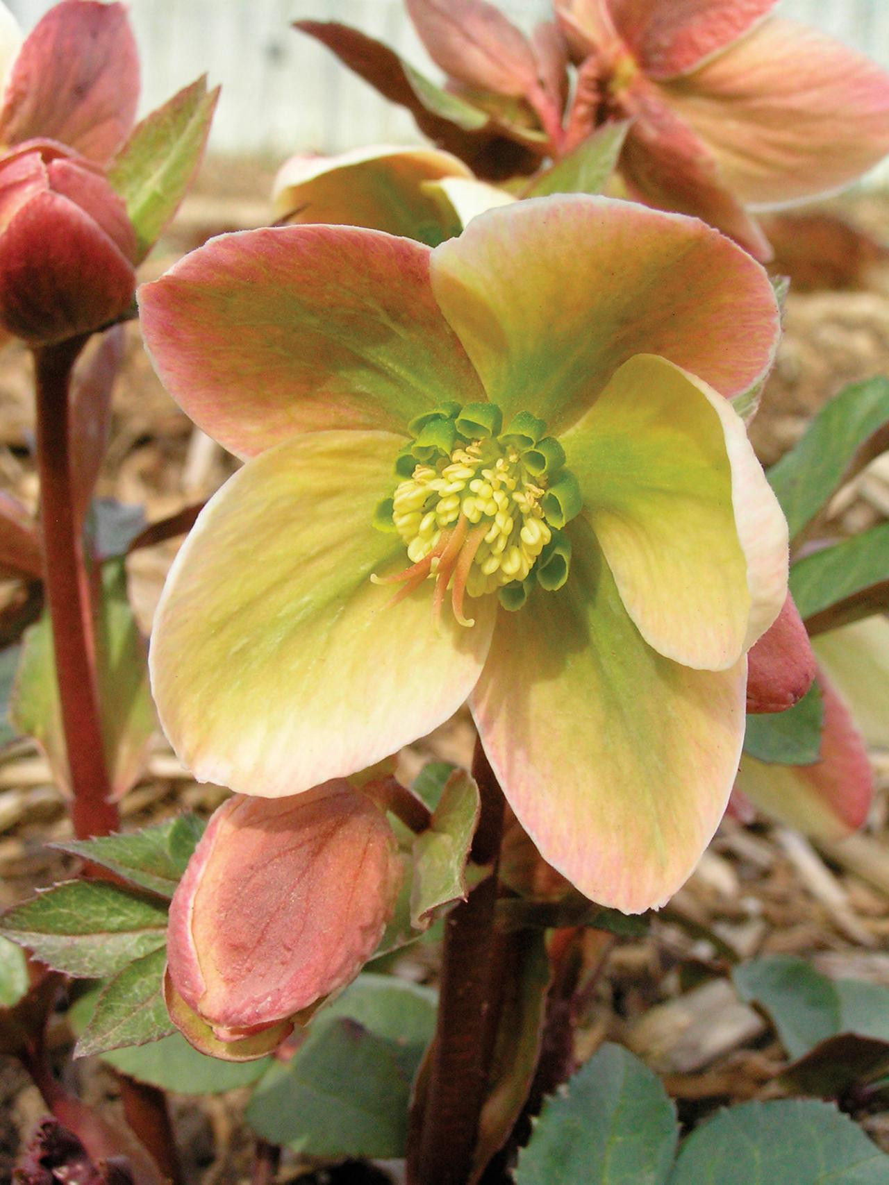 How To Plant, Grow And Care For Hellebore | Hgtv