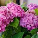 How To Plant, Grow, And Care For Hydrangeas In Your Garden